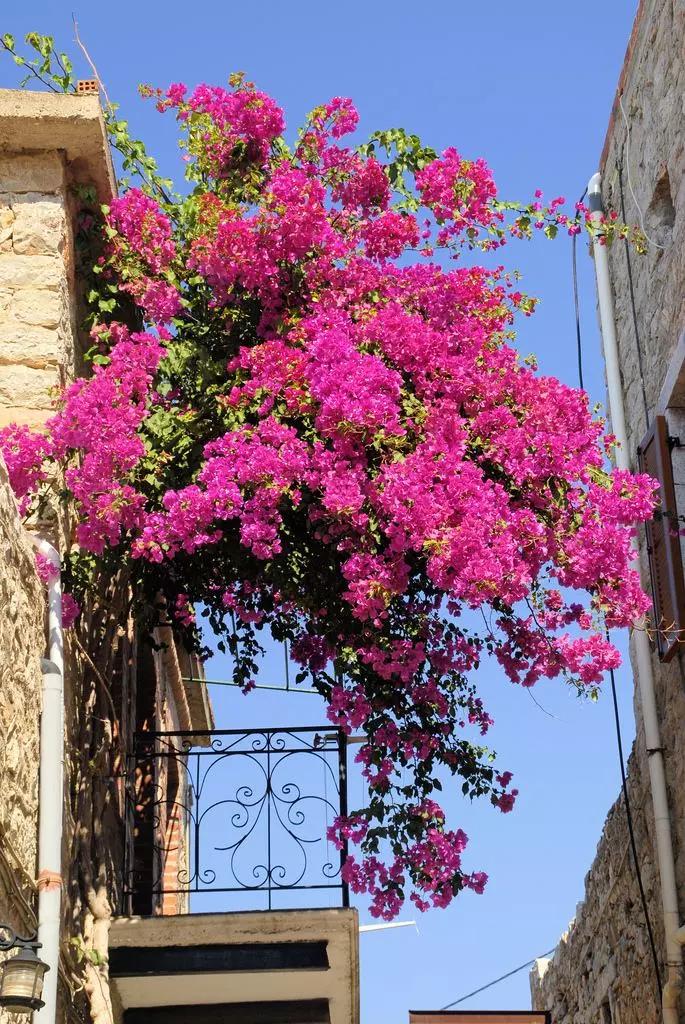 3种极品爬墙花30天爬满庭院,多季开花的爬墙花卉哪些最好养