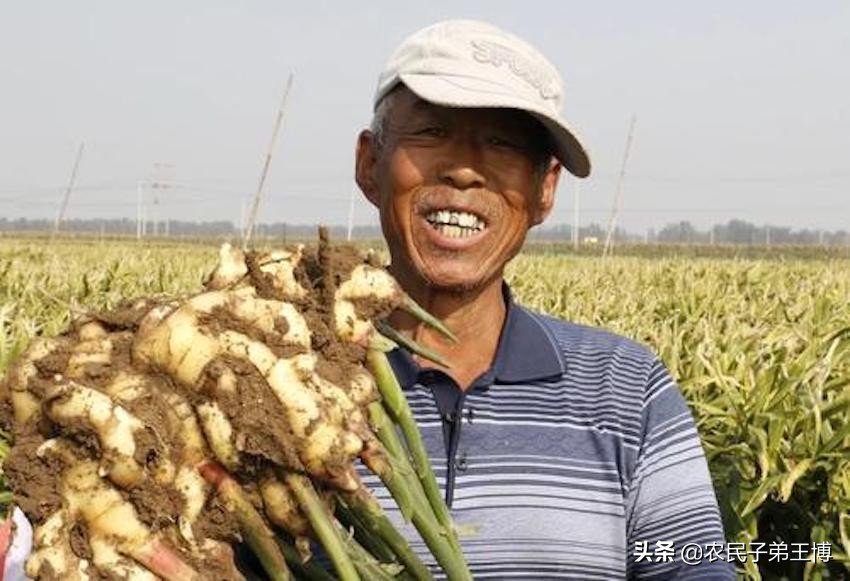 大姜种植施肥防病虫害技术,大姜高产的施肥配方是什么意思