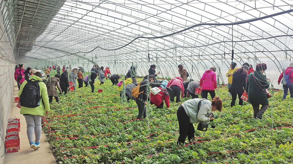 济南十大农业特点产业,济南打造5个乡村旅游示范村