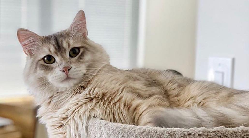 猫咪衣原体感染是什么病,猫咪衣原体感染可以治好吗