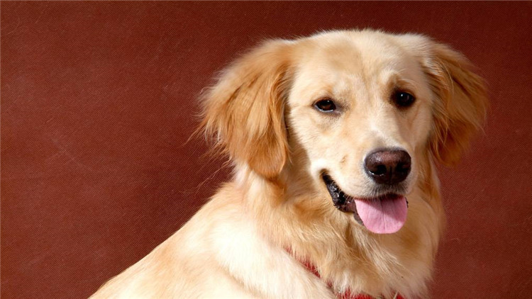 狗狗怀孕多少天可以看出怀了几只,怎么判断狗狗是否怀孕初期症状