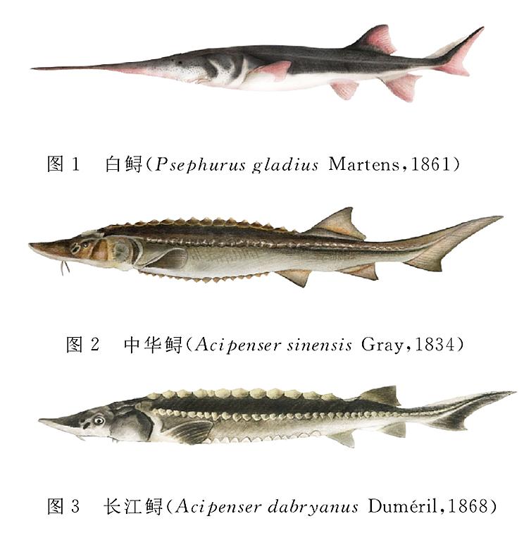 白鲟已经灭绝，中华鲟和长江鲟还好吗？