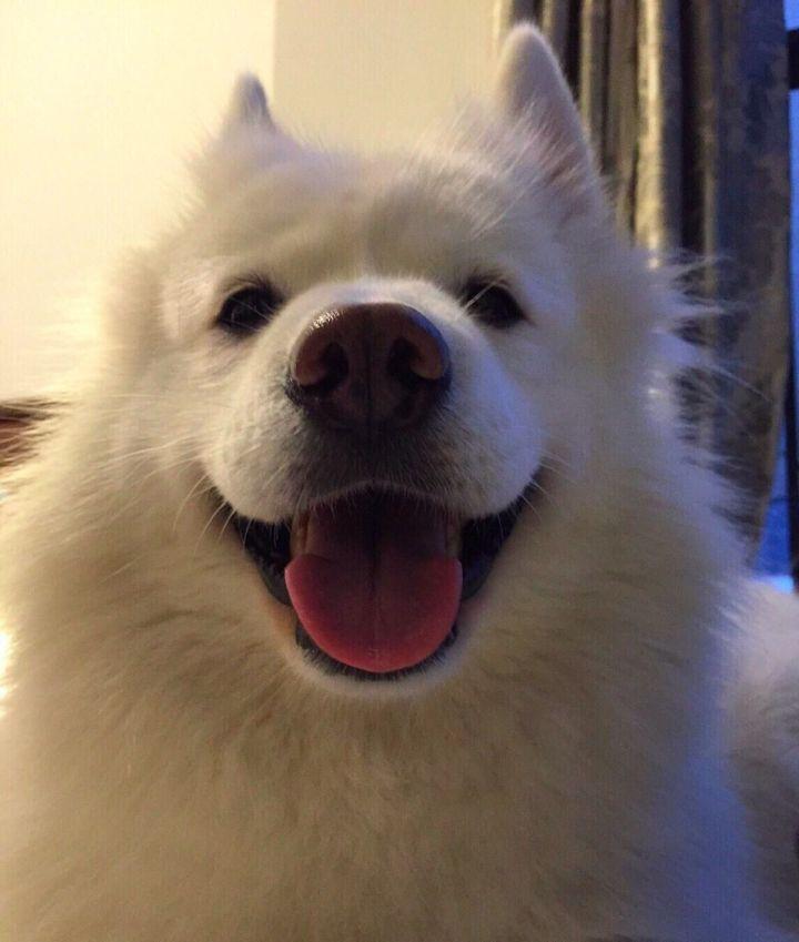 雪橇三傻萨摩耶如何训练抓野兽,萨摩耶雪橇三傻