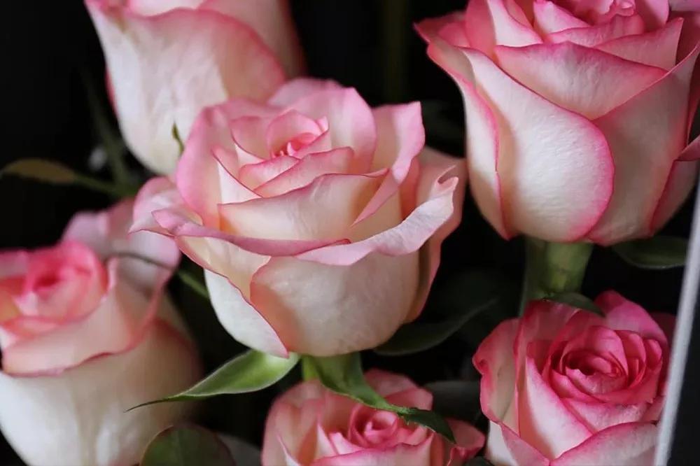 花店必备的5款玫瑰,花店常用的10款玫瑰花是哪些品种