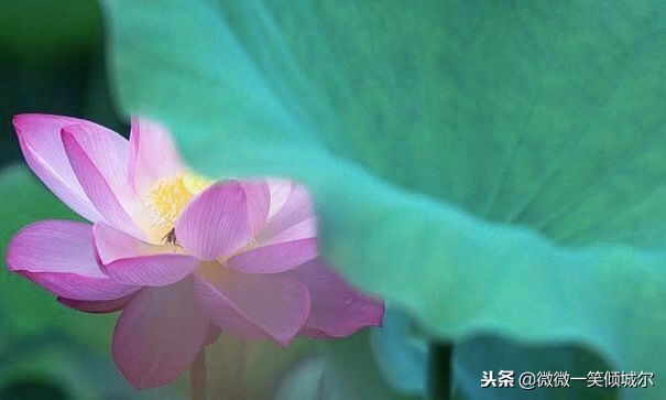 智慧语录，哲学语录，短句子也适合做签名，发朋友圈，高格调！