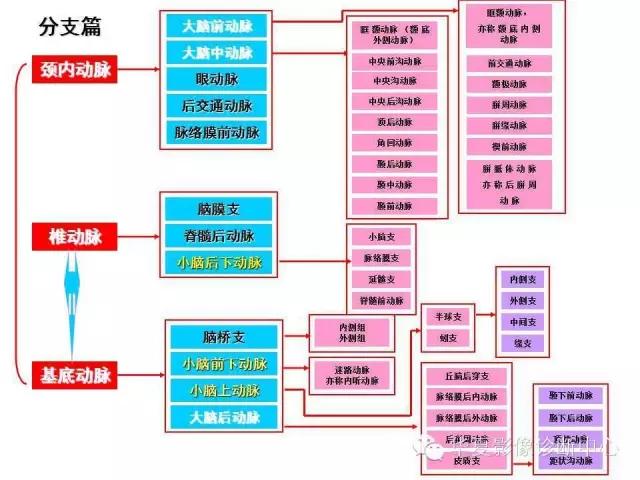 小脑血管解剖分段,脑血管影像解剖讲解