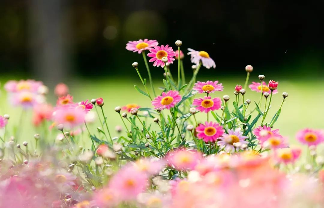 阴雨连绵久未睛，到室外寻找春天