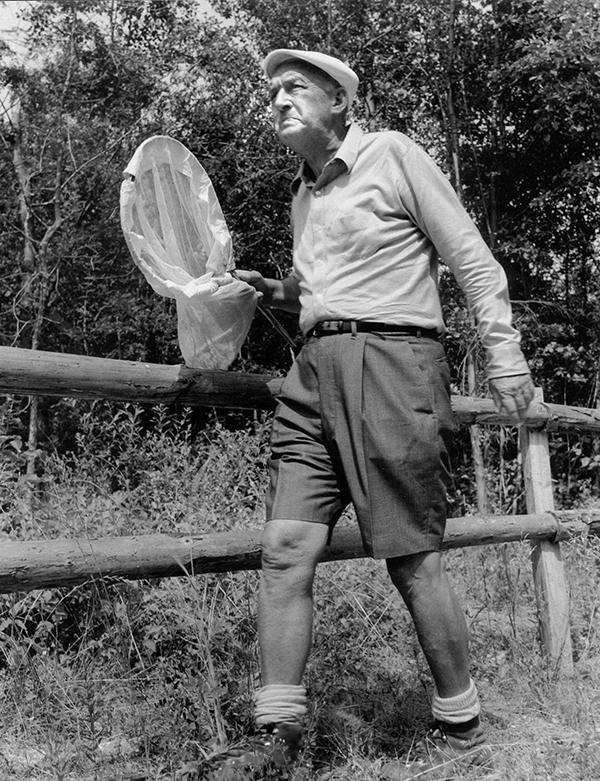 萝莉鼻祖纳博科夫的《昆虫采集家》：叙事焦点多变，集众家之长