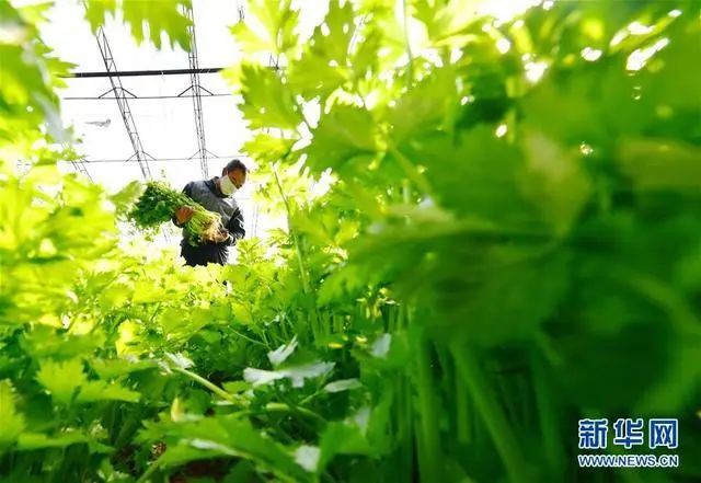 10元套餐菜团购,10元10斤菜