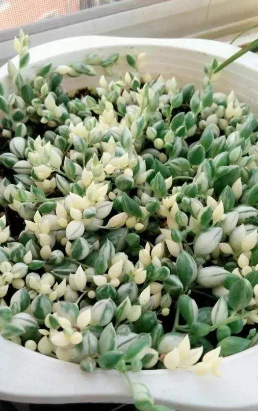 吊兰多肉养护技巧和方法,多肉吊兰哪个品种观赏性好