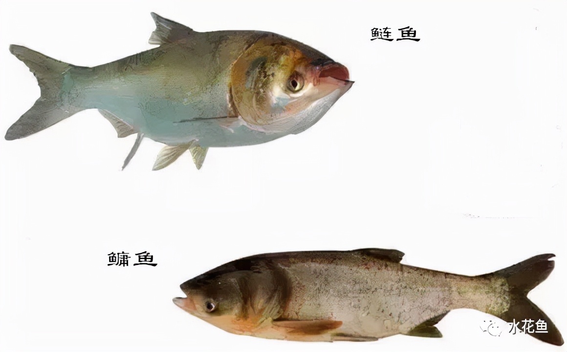 食藻虫怎么消灭,怎么培育食藻虫