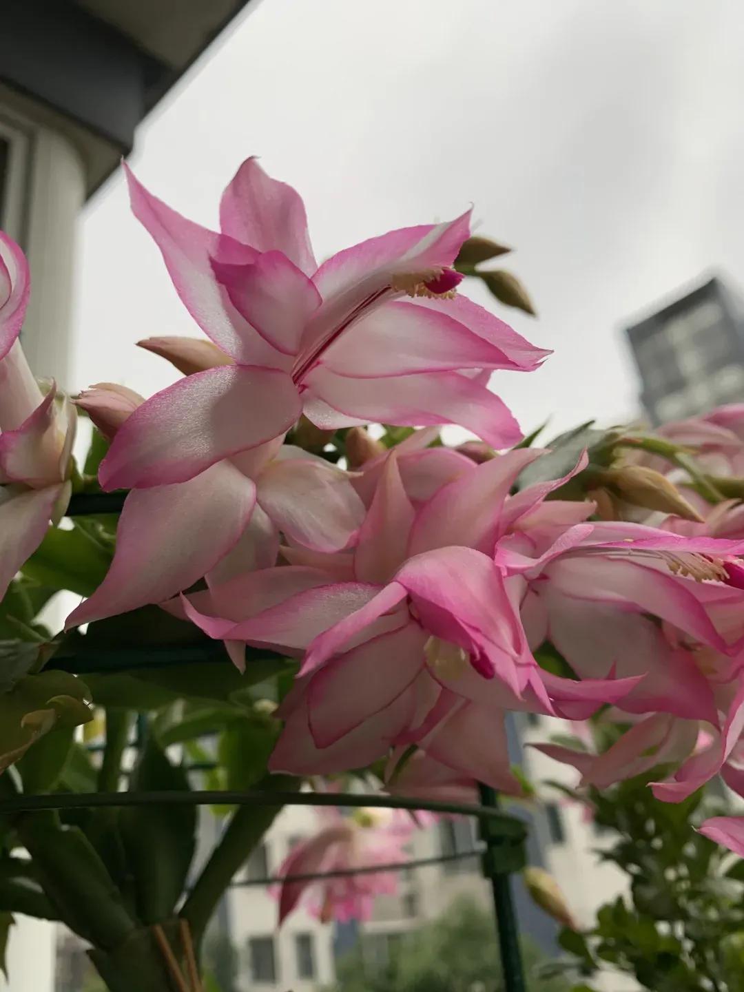 蟹爪兰一盆3个颜色,蟹爪兰100品种图片