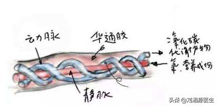 免疫不良妊娠是什么意思,免疫导致不良妊娠怎么干预