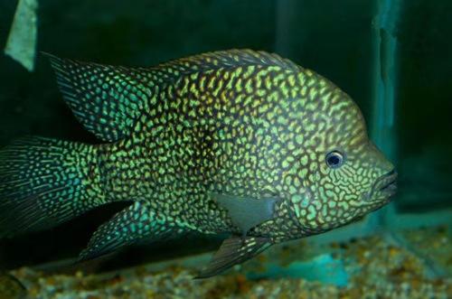 硝化细菌怎么才能越来越多,为什么硝化细菌会自己产生