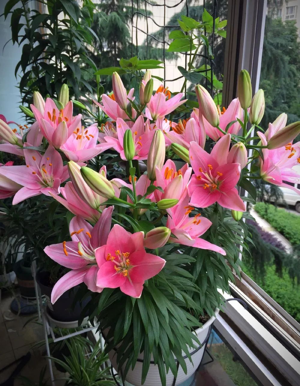 秋日赏花，百合必须要拥有姓名