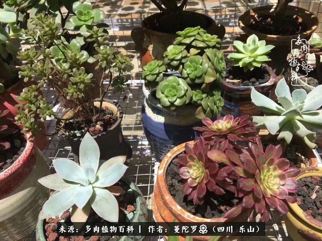 转角遇见多肉,遇见多肉治愈自己