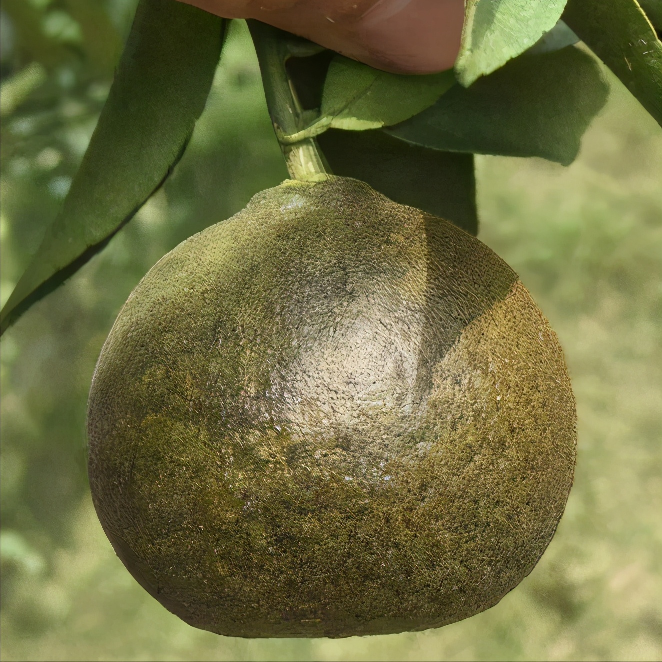 黑皮果锈壁虱,怎么分辨柑橘锈壁虱果和沙皮病果