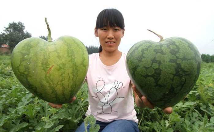 水果种植现状和前景,水果种植行业内幕