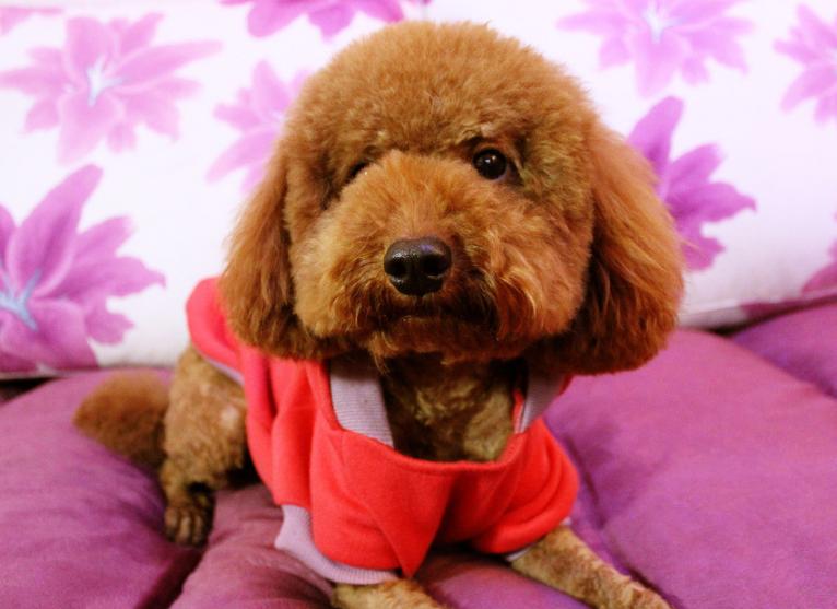 养泰迪对身体的好处,养泰迪的好处和坏处