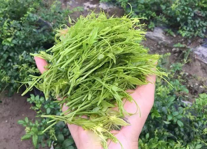 正宗张家界莓茶有什么,揭秘张家界莓茶