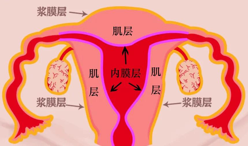 四维超声能看出宫腔粘连吗,做超声能看出来宫腔粘连吗
