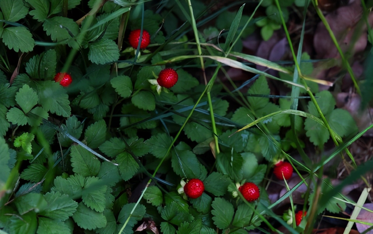 80后的童年吃的野果江西,小时候吃的野果有白汁