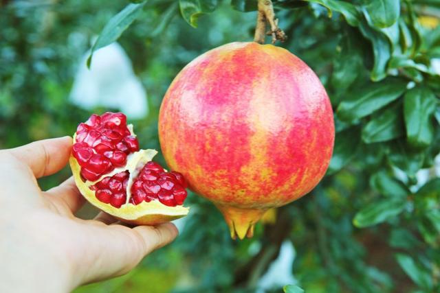 突尼斯软籽石榴甜蜜多汁晶莹剔透,突尼斯软籽石榴真的好多汁