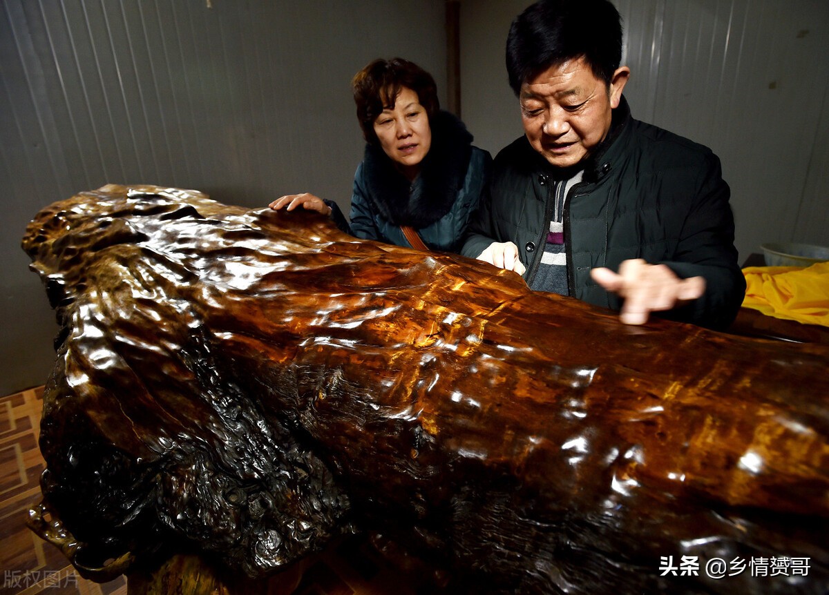 金丝楠木树那么贵为什么没有人种,金丝楠木为什么没有人种