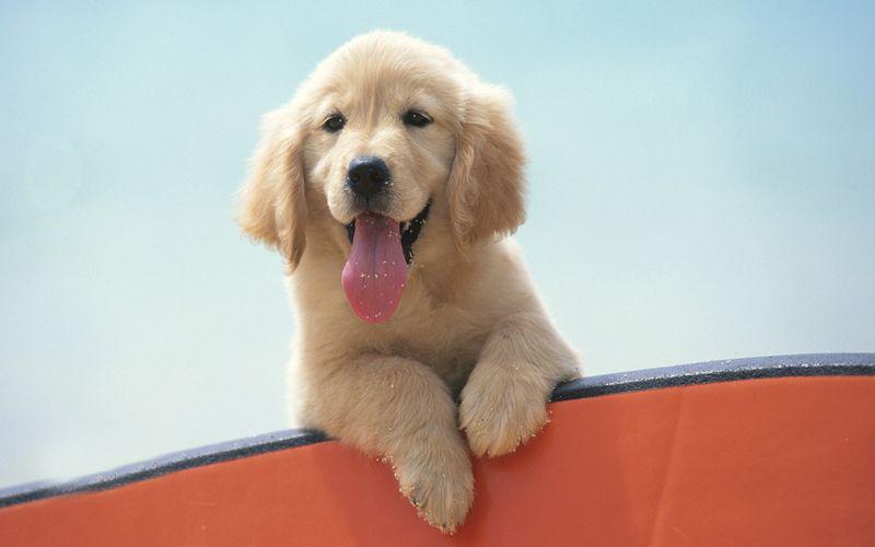 盘点各种品种的狗狗,狗狗可以吃的12个品种