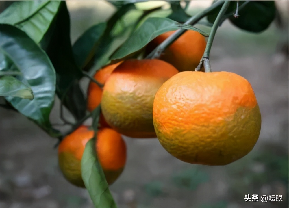 有了红鼻子怎么办,有红鼻头会怎样