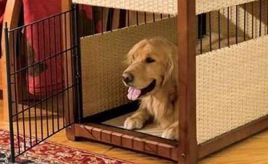 外面狗狗半夜叫个不停有什么预兆,狗狗一直叫不停怎么办