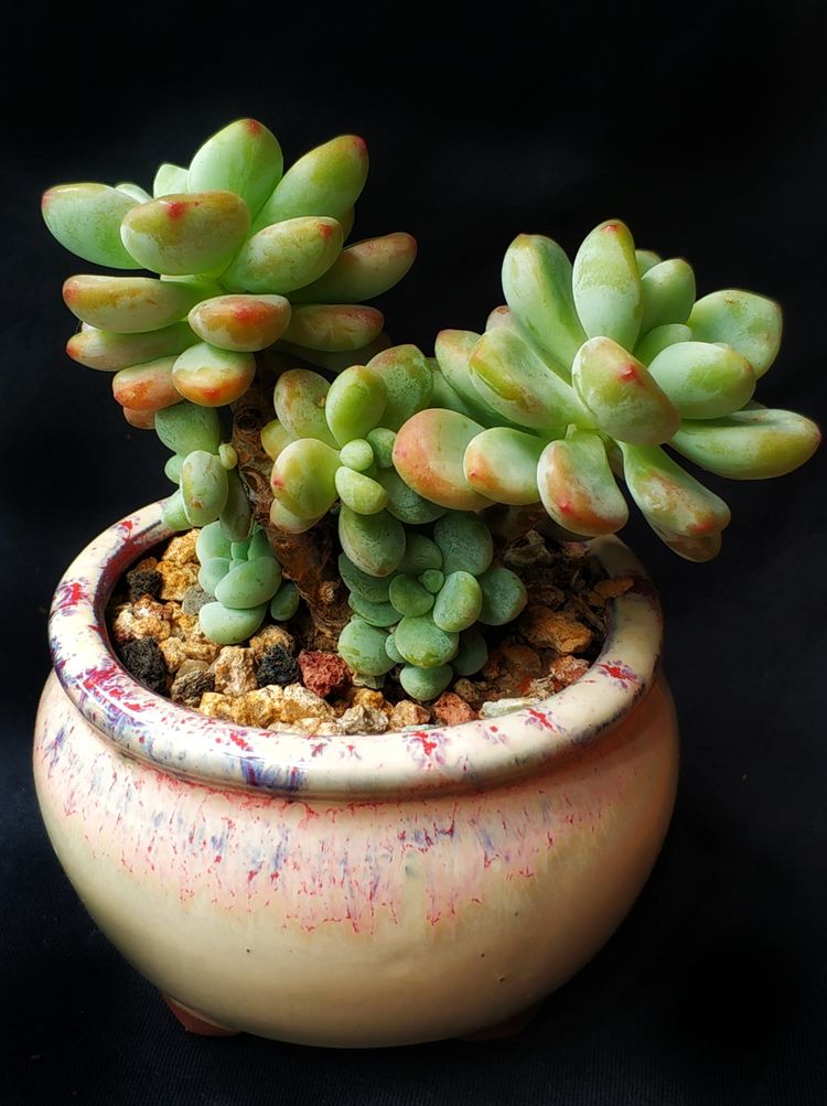 记录多肉长大的全过程,记录所有多肉成长过程