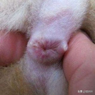 每天15分钟，医生手把手教你做17项猫咪全身检查