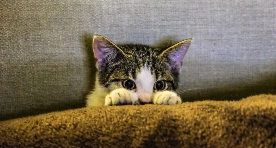 瀹犵墿鍐诲共鍏ㄥ妗舵斁鑲夌殑杩囩▼,瀹犵墿闀垮绉樼睄