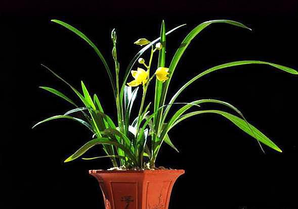 种兰花是松树皮好还是松树屑好,养兰花用松树皮和松树果