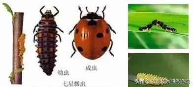 桉树虫害的天敌有哪些,虫害防治需要多少天敌