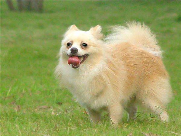 宠物狗品种大全热门宠物排行,长耳朵黑黄宠物狗是什么品种