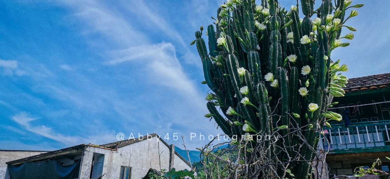 如果只有一天去浙江哪里玩,如果只有一天时间去哪玩
