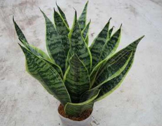 虎皮兰银脉能吸甲醛吗,金边虎皮兰吸收甲醛吗