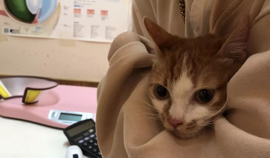 绝育针对狗有危害吗,绝育对猫猫残忍吗