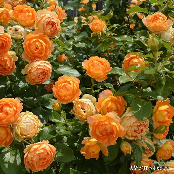 网购月季应该怎么种植？月季移栽后出现黄叶、枯萎是什么原因呢？