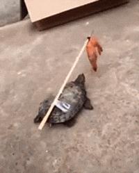 每日爆笑GIF图：好好干，等公司上市了给你股票期权