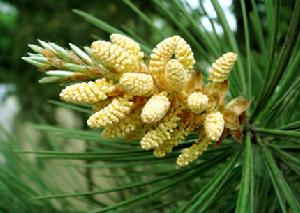 诸暨梅干菜麦饼,诸暨卖松花麦饼