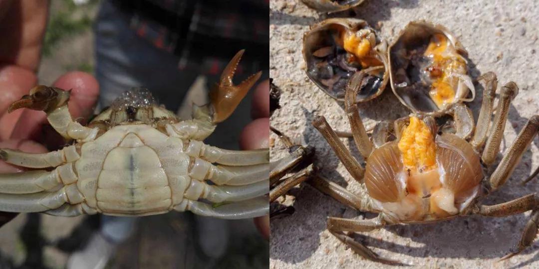 稻田养蟹河蟹长毛用什么药最安全,河蟹养殖损蟹原因及处理方法