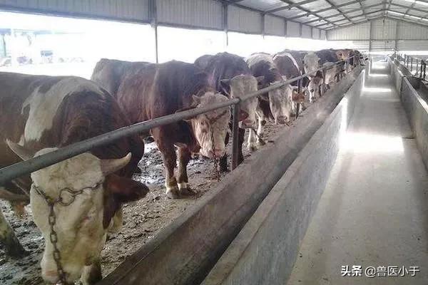 农村养殖业什么最赚钱不愁销路,养殖业项目推荐生态养殖