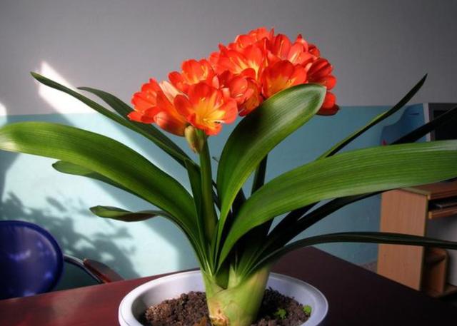 君子兰冬季养护要点爱花人看过来,君子兰冬季养殖方法和注意事项