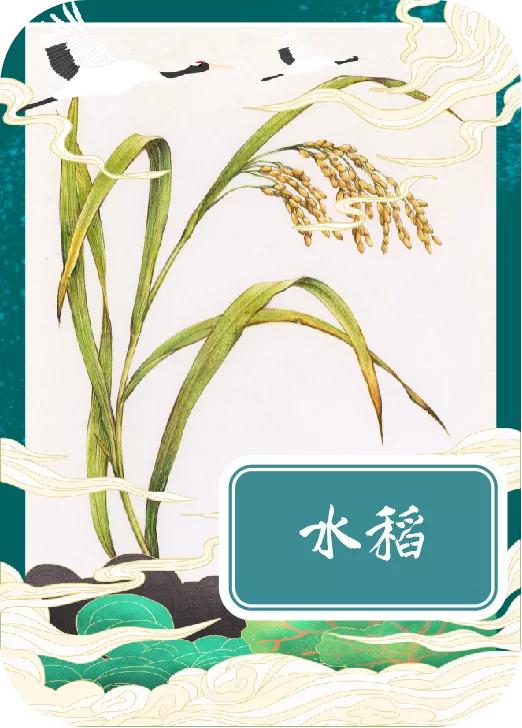 「手绘湖州」小满节气，一起揭开湖州古称“菰城”背后的玄机