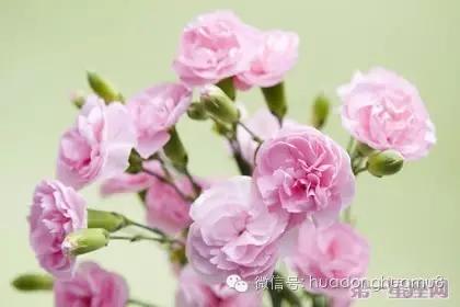 有种花叫满天星的花语是什么,每朵花都有花语而你又知道多少