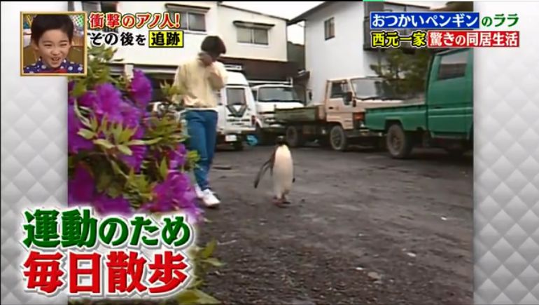 去世的企鹅复活,死去的企鹅