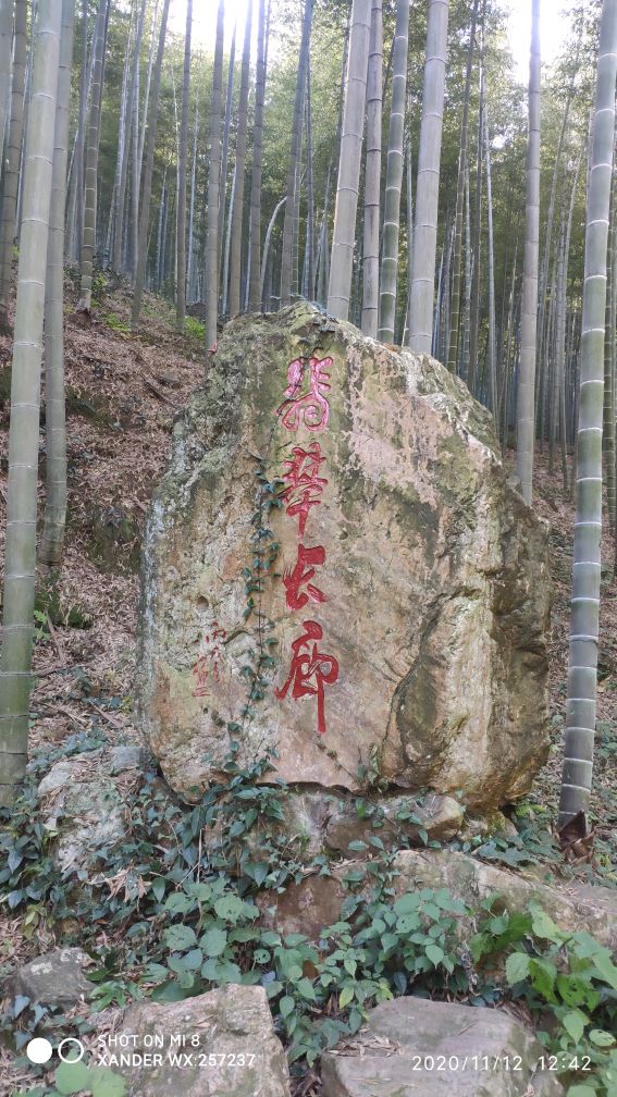 宜兴竹海十一月金色素材图片